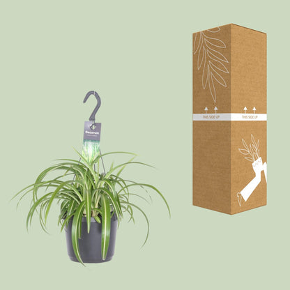 Kamerplant - Chlorophytum Comosum Bonnie - Hangplant - Pot Ø 17cm Hoogte ↕ 35cm