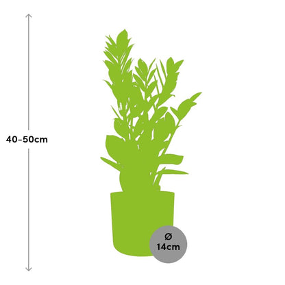 Kamerplant - Zamioculcas - Pot Ø 14cm Hoogte ↕ 45-50cm