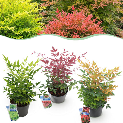Buitenplant 3x Nandina Tricolour - Groenblijvend - Pot Ø 17cm Hoogte ↕ 45cm