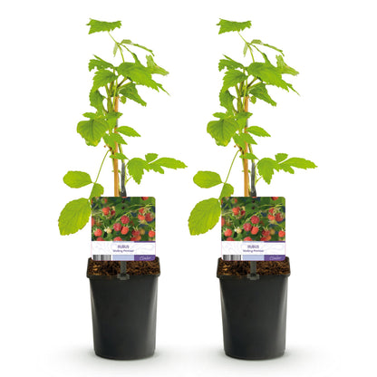 Buitenplant 2x Rubus Mailing Promise - Framboos Rode Vrucht - Pot Ø 11cm Hoogte ↕ 40cm