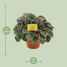 Kamerplant - Peperomia Burbella - Pot Ø 15cm Hoogte ↕ 25cm