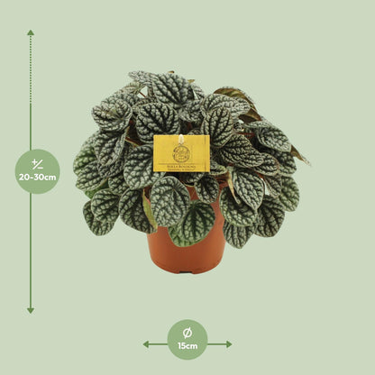 Kamerplant - Peperomia Burbella - Pot Ø 15cm Hoogte ↕ 25cm