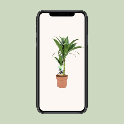 Kamerplant - Dracaena Janet Craig - Pot Ø 17cm Hoogte ↕ 60cm