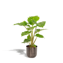 Kamerplant - Alocasia Portodora - Inclusief sierpot - Pot Ø 21cm Hoogte ↕ 80cm