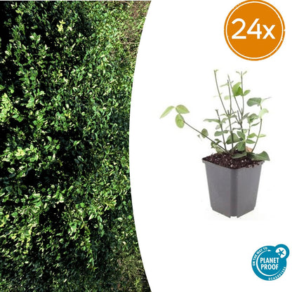 Buitenplant 24x Euonymus fort. 'Coloratus' - Bladhoudend - Pot Ø 9cm Hoogte ↕ 10-25cm