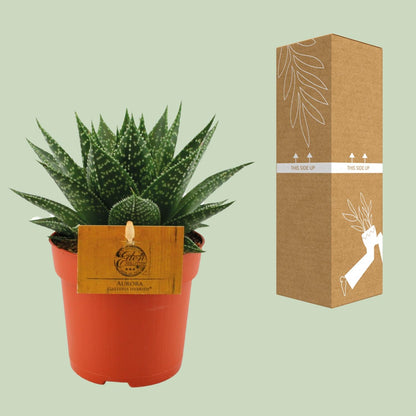 Kamerplant - Gasteria Hybride Aurora - Pot Ø 11cm Hoogte ↕ 15cm