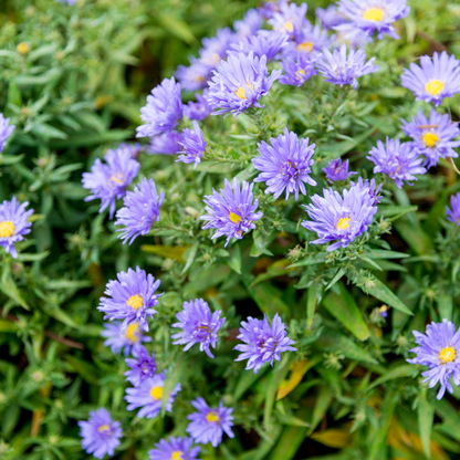 Buitenplant 60x Aster frikartii 'Monch' - Bloeiend - Pot Ø 9cm