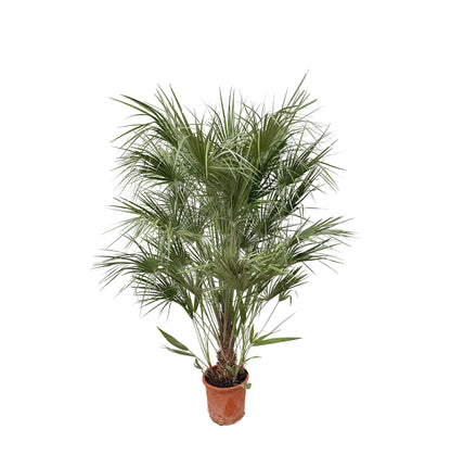 Buitenplant - Chamaerops Humilis struik - Pot Ø 30cm Hoogte ↕ 170cm
