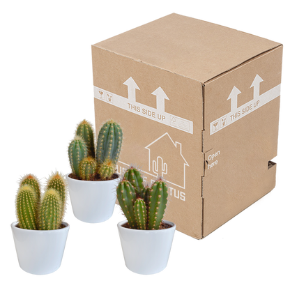 Kamerplant 3x Cereus mix - in witte pot - Pot Ø 10,5cm