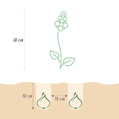Buitenplant 50x Muscari Armeniacum - Bloeiend - Bolmaat 8/9