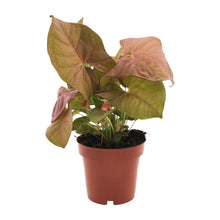 Kamerplant - Syngonium Neon - Pot Ø 12cm Hoogte ↕ 25cm