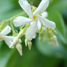Buitenplant - Trachelospermum jasminoides - Klimplant set 6 pluggen - Geurig