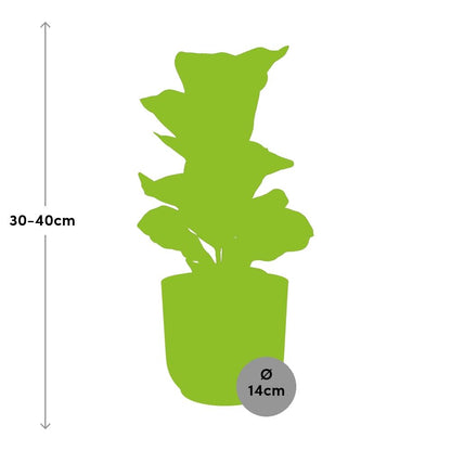 Kamerplant - Ficus Lyrata 'Bambino' - Pot Ø 14cm Hoogte ↕ 30cm