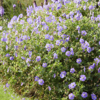 Buitenplant 60x Geranium Rozanne - Bloeiend - Pot Ø 9cm Hoogte ↕ 10-25cm
