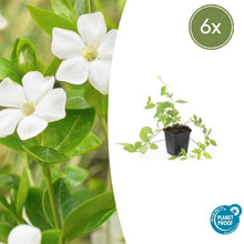 Buitenplant 6x Vinca major 'Alba' - Pot Ø 9cm Hoogte ↕ 10-25cm