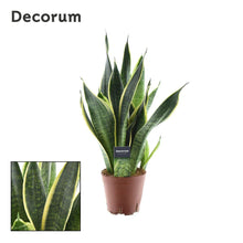 Kamerplant - Sansevieria Futura Superba - Pot Ø 14cm Hoogte ↕ 45cm