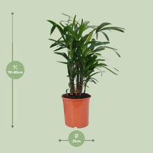 Kamerplant - Rhapis Excelsa - Pot Ø 21cm Hoogte ↕ 80cm