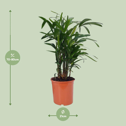Kamerplant - Rhapis Excelsa - Pot Ø 21cm Hoogte ↕ 80cm