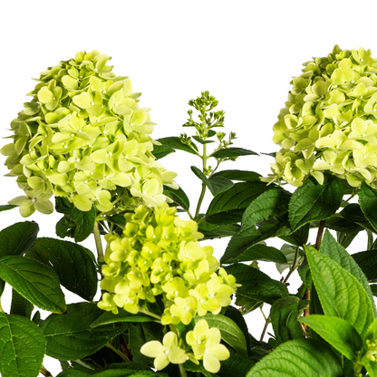 Buitenplant - Hydrangea Paniculata Limelight - Bloeiend - Pot Ø 19cm Hoogte ↕ 40-60cm