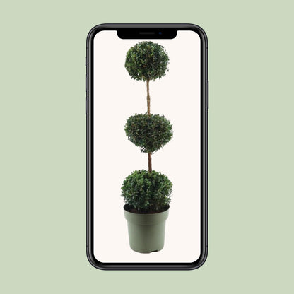 Buitenplant - Buxus Sempervirens Trio-Ball - Winterhard - Pot Ø 27cm Hoogte ↕ 110cm