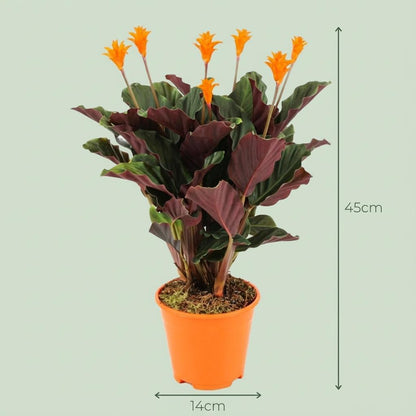 Kamerplant 4x Calathea Crocata - Pot Ø 14cm Hoogte ↕ 40-45cm