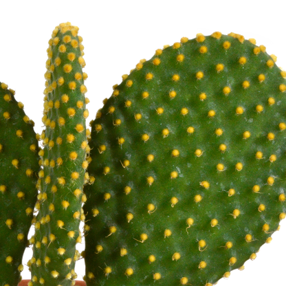 Kamerplant 3x Cactus mix - Zonder pot - Pot Ø 10.5cm Hoogte ↕ 12cm