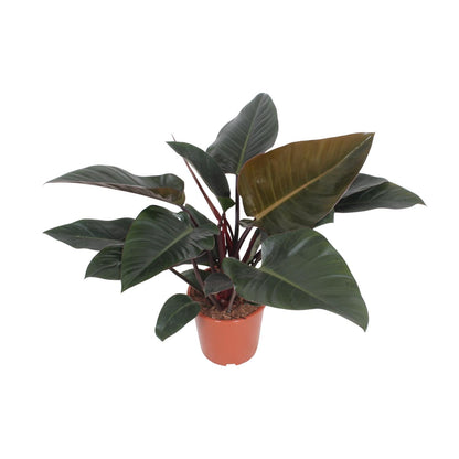 Kamerplant - Philodendron Congo Red - Pot Ø 27cm Hoogte ↕ 80cm