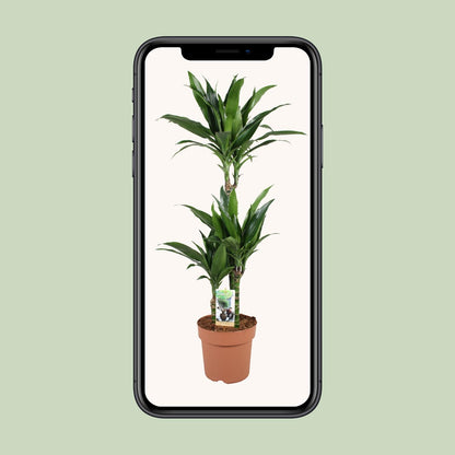Kamerplant - Dracaena Janet Craig 60-30-15 - Pot Ø 21cm Hoogte ↕ 100cm