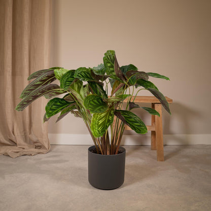 Kamerplant - Calathea Flamestar - Pot Ø 19cm Hoogte ↕ 75cm