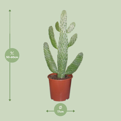 Kamerplant - Opuntia Consolea - Pot Ø 17cm Hoogte ↕ 40cm