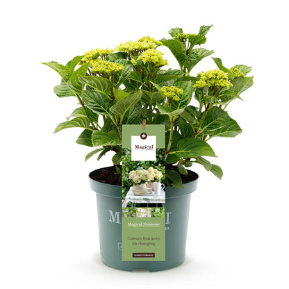 Buitenplant - Hydrangea 'Magical Nobless' - Bloeiend - Pot Ø 23cm Hoogte ↕ 55cm