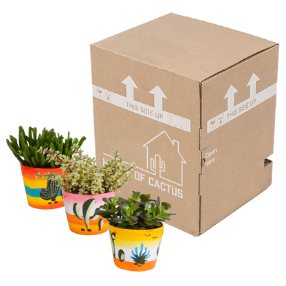 Kamerplant 3x Crassula mix - In Mexicaanse pot - Pot Ø 10,5cm