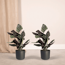 Kamerplant 2x Calathea Ornata - Pauwenplant - Pot Ø 14cm Hoogte ↕ 50cm