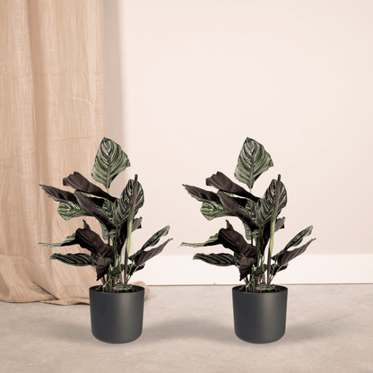 Kamerplant 2x Calathea Ornata - Pauwenplant - Pot Ø 14cm Hoogte ↕ 50cm