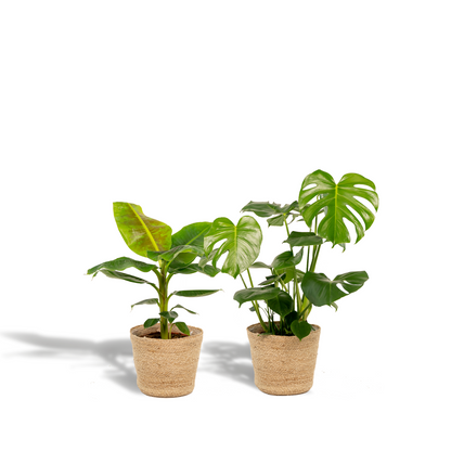 Kamerplant - Monstera Deliciosa ↕75cm + Musa Dwarf Cavendish ↕85cm - Met mand - Pot Ø 21cm