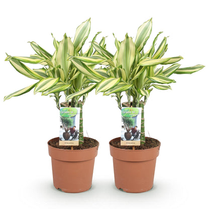 Green BoutiQ - Green is... Kamerplanten - Dracaena fragrans Diamond Dream - Drakenbloedboom - Weinig onderhoud - Groen - 2 Planten - Pot 17cm - Hoogte 50-55cm