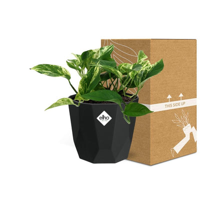 Kamerplant - Scindapsus (Epipremnum) Marble Queen - Hangplant - Pot Ø 14cm