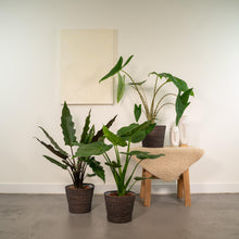 Kamerplant - Alocasia Mix (Zebrina, Cucullata, Lauterbachiana) - Pot Ø 19cm Hoogte ↕ 60-75cm