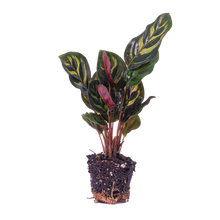 Kamerplant - Calathea Makoyana - Pot Ø 6cm