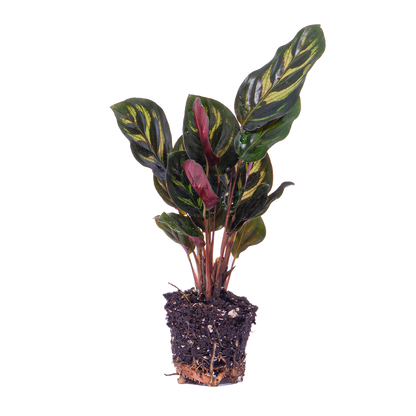 Kamerplant - Calathea Makoyana - Pot Ø 6cm