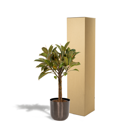 Kamerplant - Ficus elastica Melany stam - Inclusief sierpot - Pot Ø 21cm Hoogte ↕ 90cm