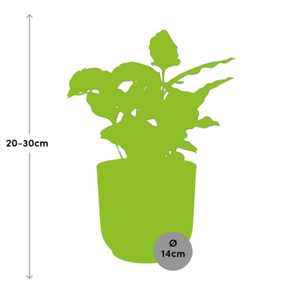 Kamerplant - Coffea Arabica - Inclusief sierpot - Pot Ø 14cm