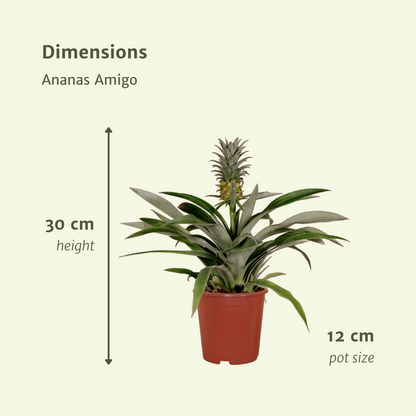 Kamerplant 2x Bromelia (Ananasplant) - Pot Ø 12cm Hoogte ↕ 30cm