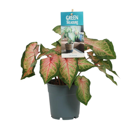 Kamerplant - Caladium Roze - Pot Ø 12cm Hoogte ↕ 25cm