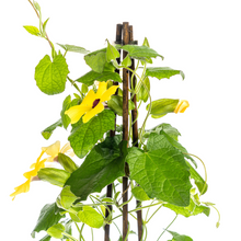 Buitenplant 4x Thunbergia alata Sunny Susy Yellow - Klimplant - Pot Ø 13cm Hoogte ↕ 60cm