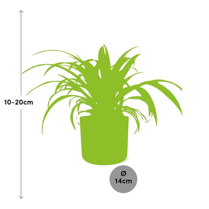 Kamerplant - Chlorophytum Comosum Variegatum - Pot Ø 14cm