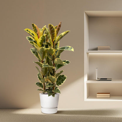 XL kamerplant - Ficus Elastica Tineke struik - Pot Ø 28cm Hoogte ↕ 140cm