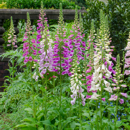 Buitenplant 24x Digitalis purpurea - Bloeiend - Pot Ø 9cm Hoogte ↕ 10-25cm