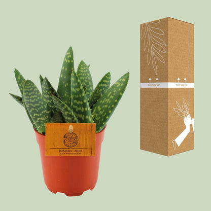 Kamerplant - Aloe Paradisicum - Pot Ø 10,5cm Hoogte ↕ 15cm