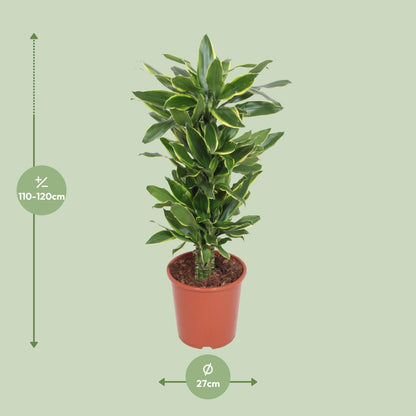 XL Kamerplant - Dracaena Golden Coast - Pot Ø 27cm Hoogte ↕ 110cm